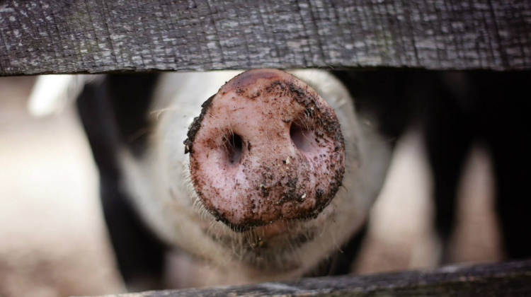 Targeting African Swine Fever