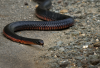 australian red bellied black snake